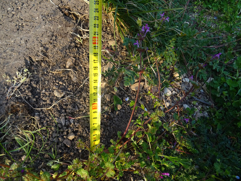 Lamium amplexicaule - Lamiaceae (Labiatae)